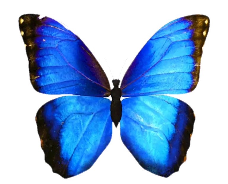 Blue Morpho butterfly